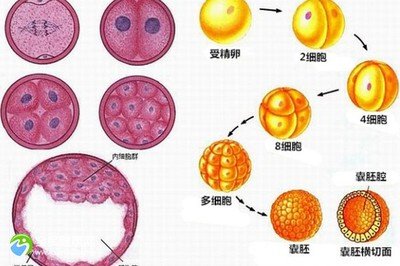 哈尔滨试管婴儿费用有吗
